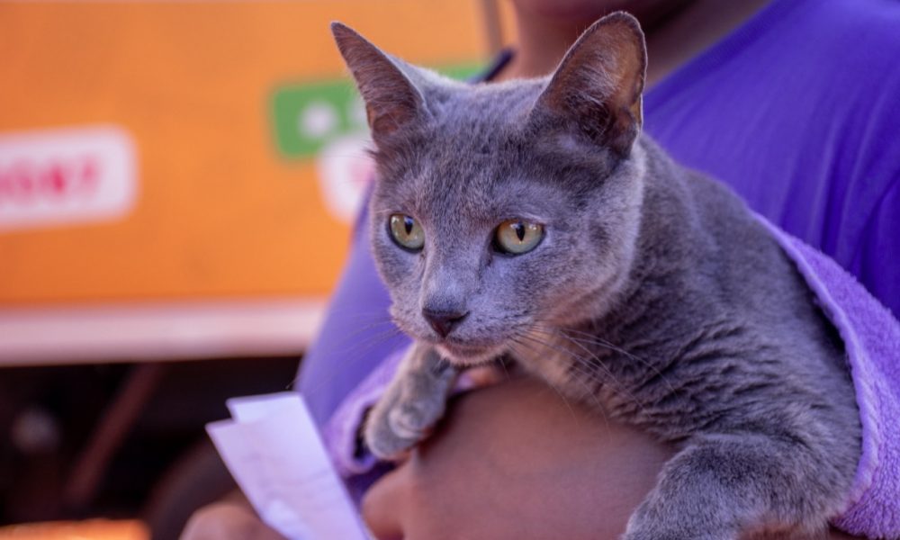 El Imusa habilitó turnos online para castraciones de mascotas