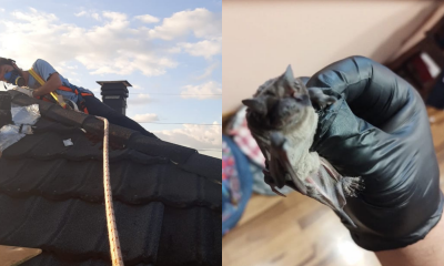 Eliminan murciélagos de hogares posadeños “sin atentar contra la especie”