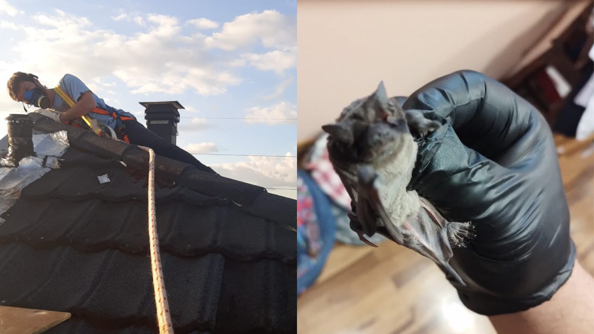 Eliminan murciélagos de hogares posadeños “sin atentar contra la especie”