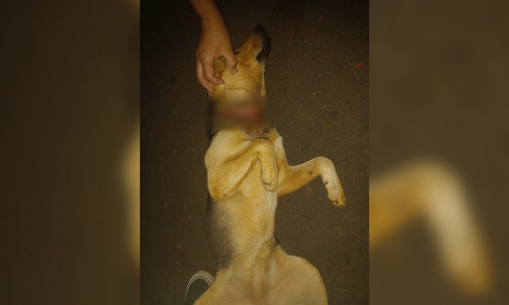 Imputarán a agentes de Imusa por negarse a recibir a un perro rescatado