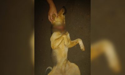 Imputarán a agentes de Imusa por negarse a recibir a un perro rescatado