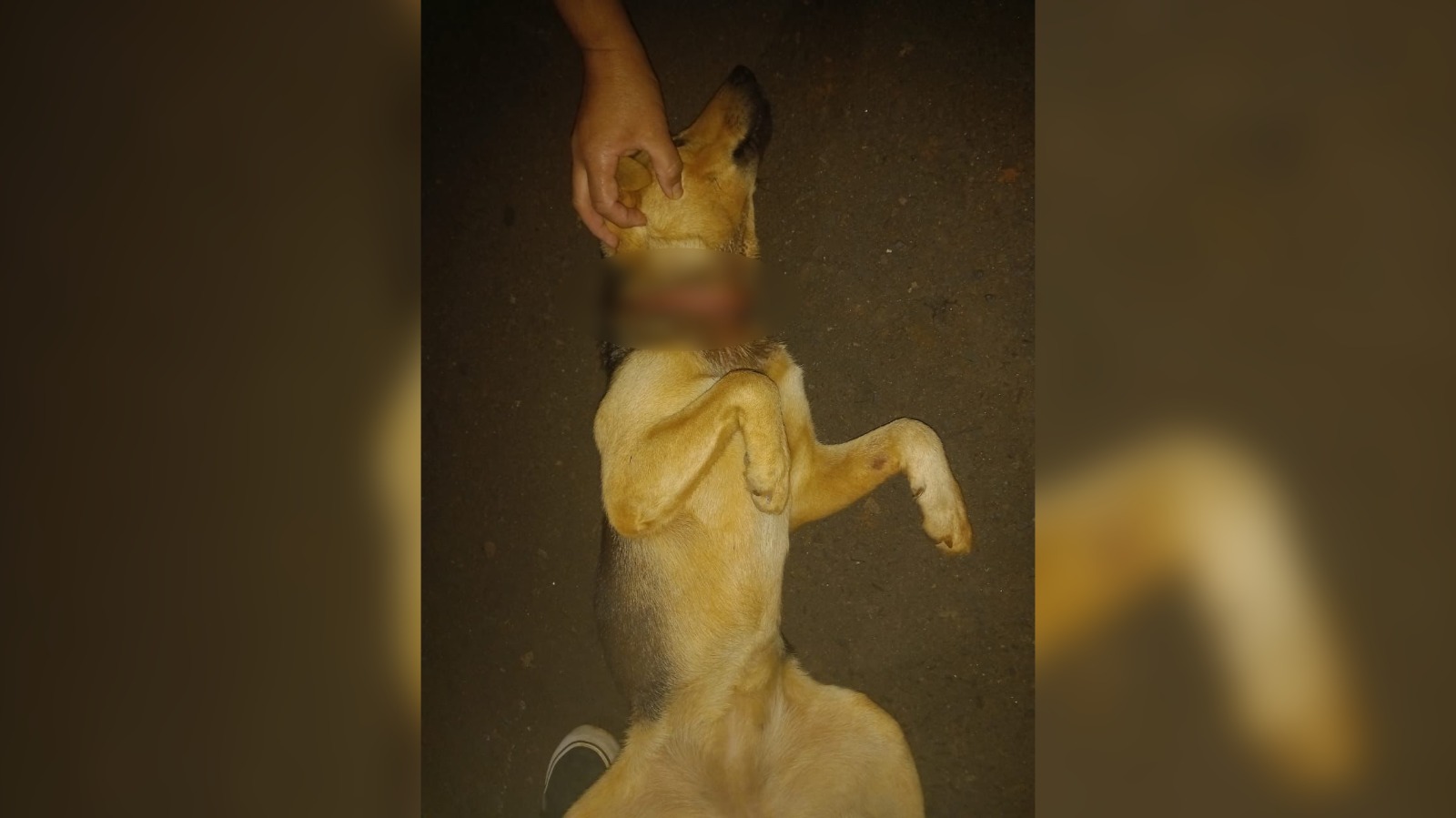 Imputarán a agentes de Imusa por negarse a recibir a un perro rescatado