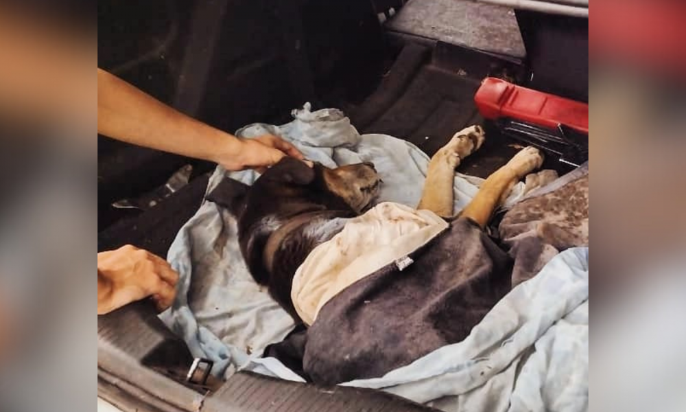 Policías rescatan a un perro que fue arrojado a la basura en Posadas 
