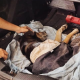 Policías rescatan a un perro que fue arrojado a la basura en Posadas 
