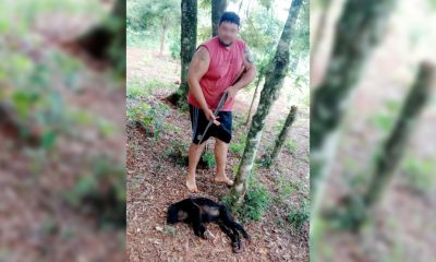 matar mono caza ilegal