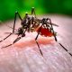 Salud Pública informó la tercera muerte por dengue en Posadas