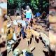 Montecarlo: tienen 63 perros rescatados de la calle y se quedaron sin ayuda