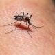 dengue