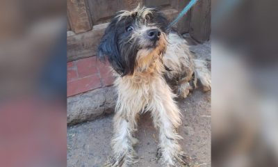 Sigue la búsqueda de familias para perros de vecina fallecida en Miguel Lanús