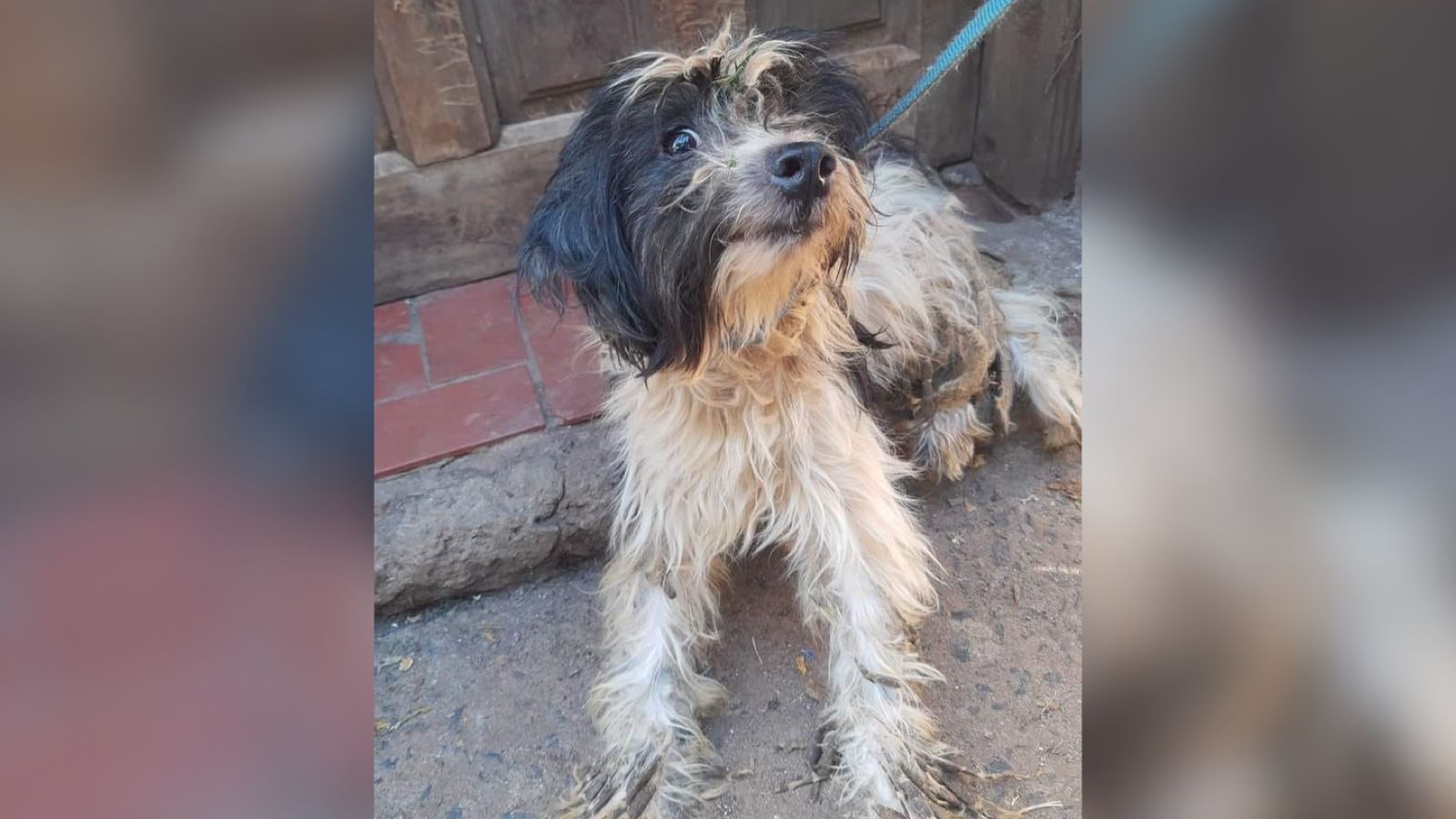 Sigue la búsqueda de familias para perros de vecina fallecida en Miguel Lanús