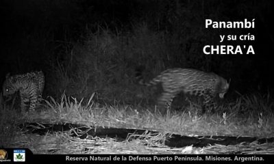 Bautizan "Chera'a" al cachorro de yaguareté registrado en Puerto Península