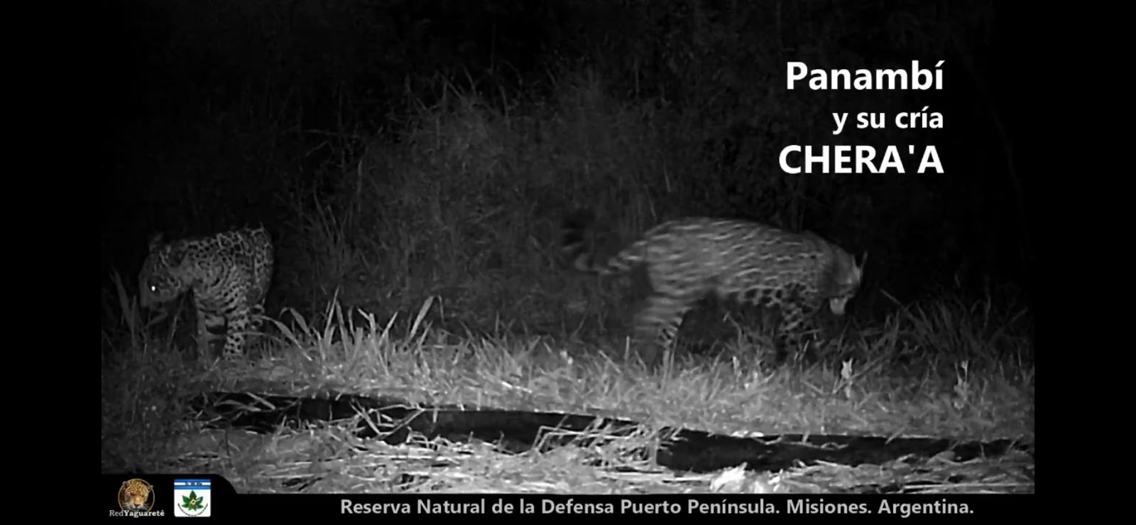 Bautizan "Chera'a" al cachorro de yaguareté registrado en Puerto Península