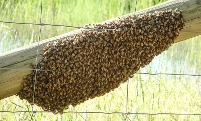 abejas santo tomé