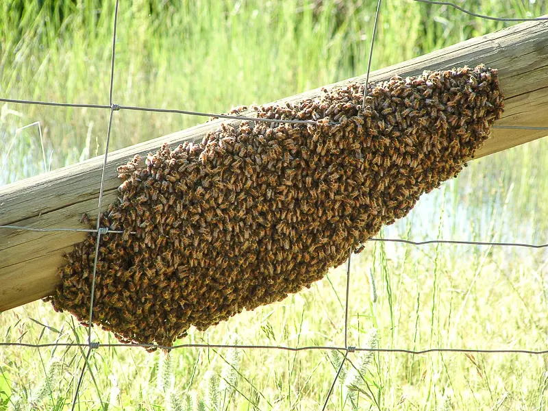 abejas santo tomé