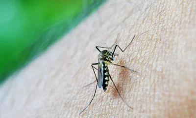 eldorado dengue