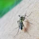 eldorado dengue