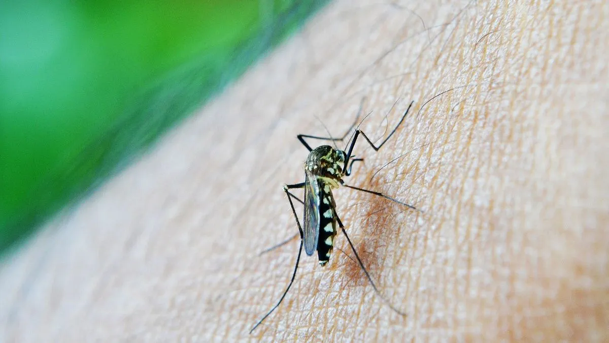 eldorado dengue
