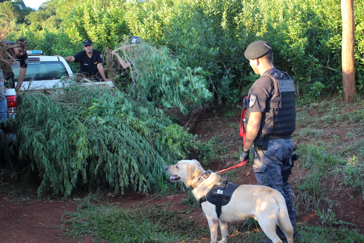 plantación marihuana