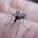Una mujer de 33 años falleció por dengue en el Samic de Eldorado