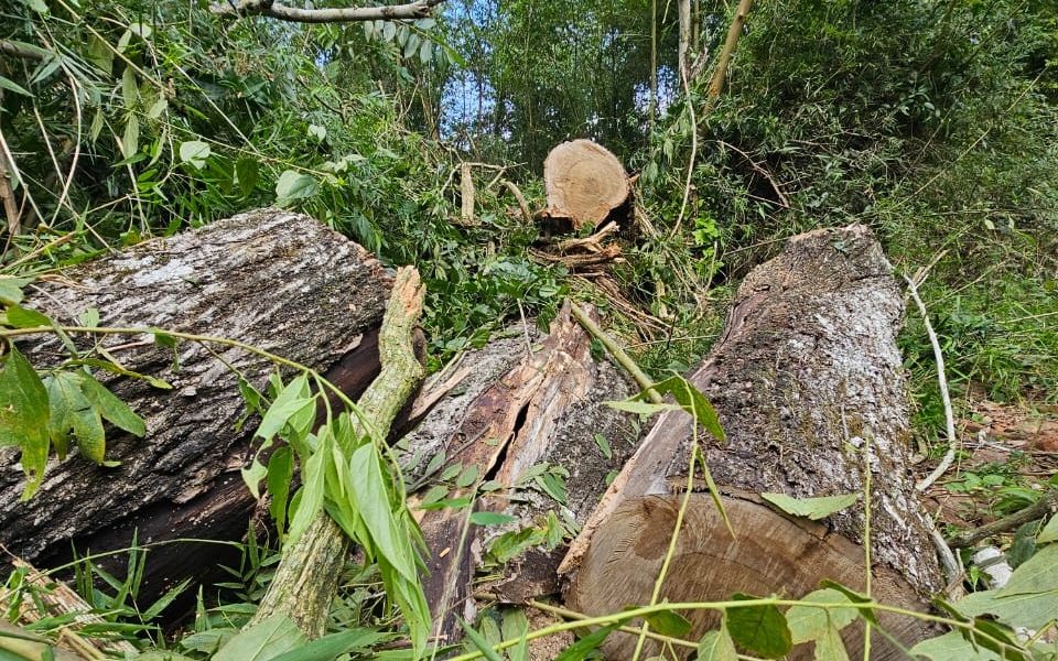 mbyá