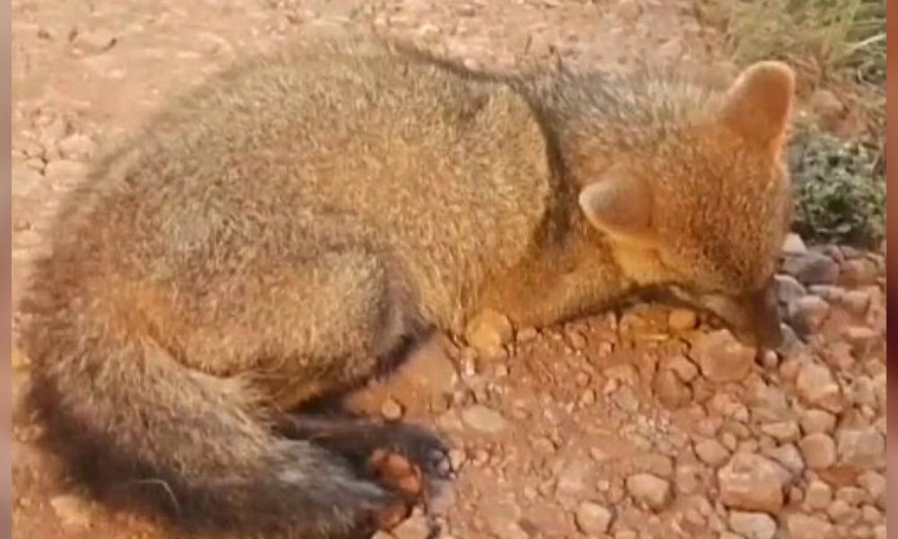 Regresan a su hábitat a zorro que fue atropellado y abandonado en Campo Viera