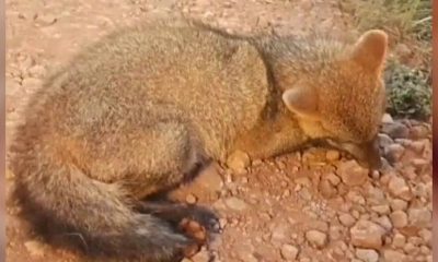 Regresan a su hábitat a zorro que fue atropellado y abandonado en Campo Viera