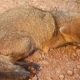 Regresan a su hábitat a zorro que fue atropellado y abandonado en Campo Viera
