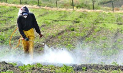 Extienden hasta 2030 el uso de glifosato para productores misioneros