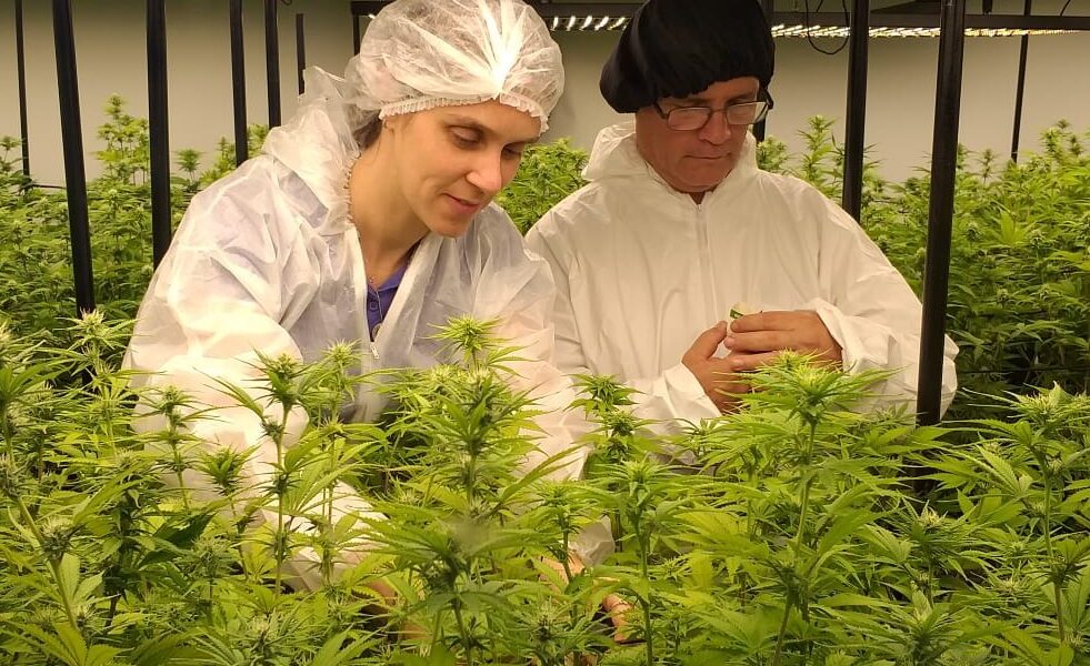 Inscripción abierta para curso de cannabis sativa L. en el ámbito de la salud