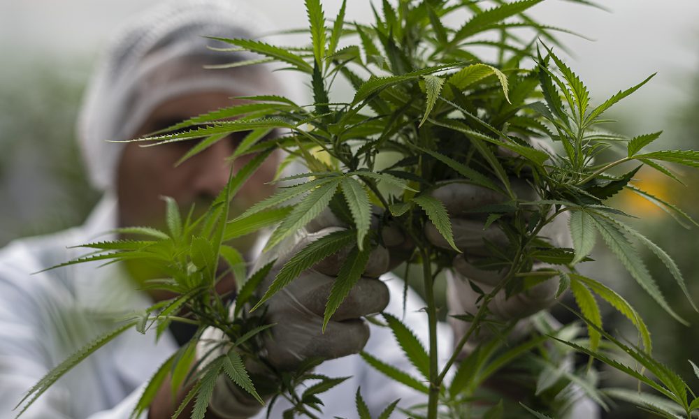 cannabis medicinal