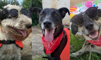 El Imusa lanzó campaña de adopción para ocho perros rescatados