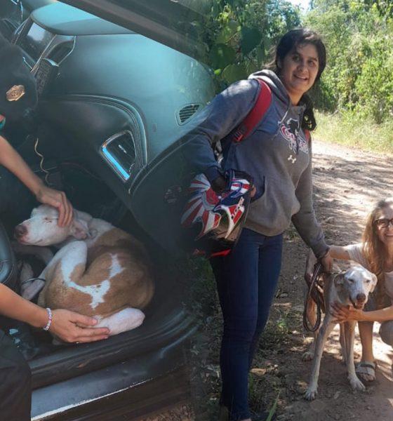 Buque, el perro albino que se reencontró con su familia tres años después