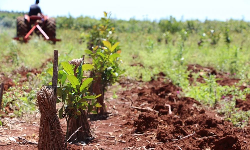 Nación eliminó el límite de plantación anual de nuevos cultivos de yerba mate