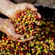 Diputado renovador presentó proyecto para incentivar la producción de café