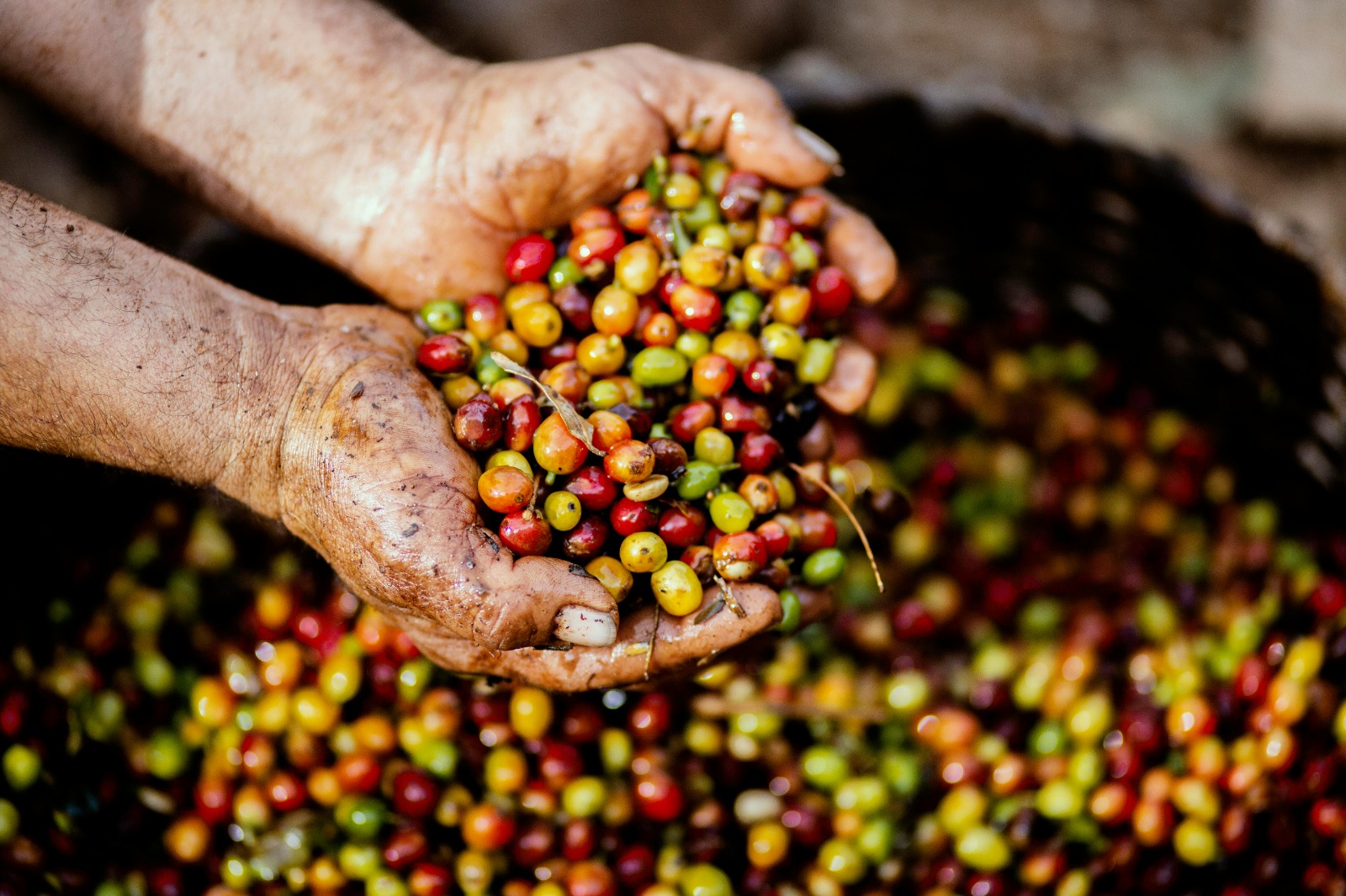 Diputado renovador presentó proyecto para incentivar la producción de café