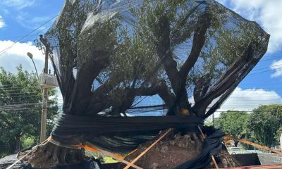 olivos