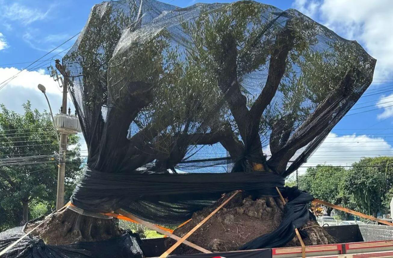 olivos