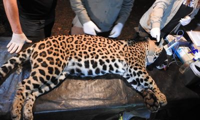 Capturan a dos yaguaretés que rondaban las 2.000 Hectáreas en Iguazú