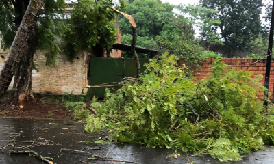 Posadas: juntaron ramas que dejó la tormenta y la Muni los multó por “poda”