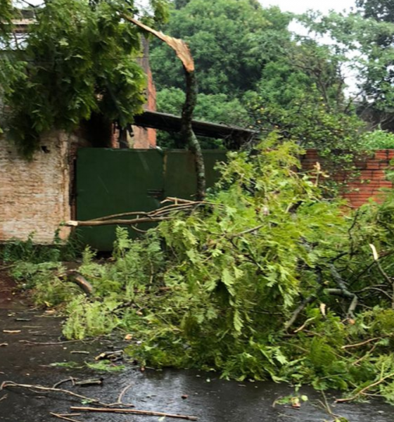 Posadas: juntaron ramas que dejó la tormenta y la Muni los multó por “poda”