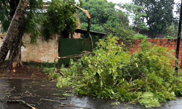 Posadas: juntaron ramas que dejó la tormenta y la Muni los multó por “poda”