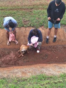 Rescatan a una perra del acceso Sur de Posadas: “Creemos que tiene familia”