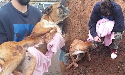 Rescatan a una perra del acceso Sur de Posadas: “Creemos que tiene familia”