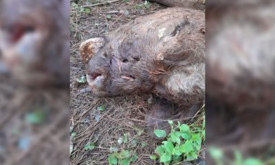 Colono denunció que un yaguareté mató a una vaca de su chacra en Wanda