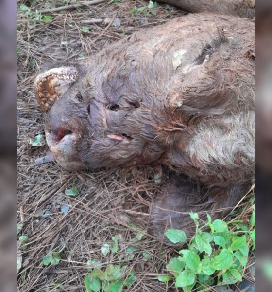 Colono denunció que un yaguareté mató a una vaca de su chacra en Wanda