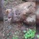 Colono denunció que un yaguareté mató a una vaca de su chacra en Wanda