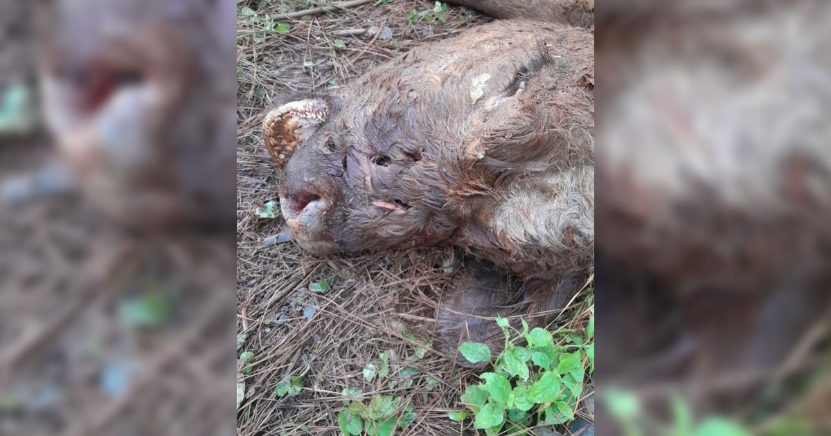 Colono denunció que un yaguareté mató a una vaca de su chacra en Wanda