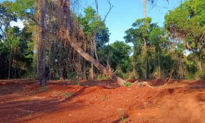 Kartódromo de Iguazú anulado por “impactos ambientales irreversibles"