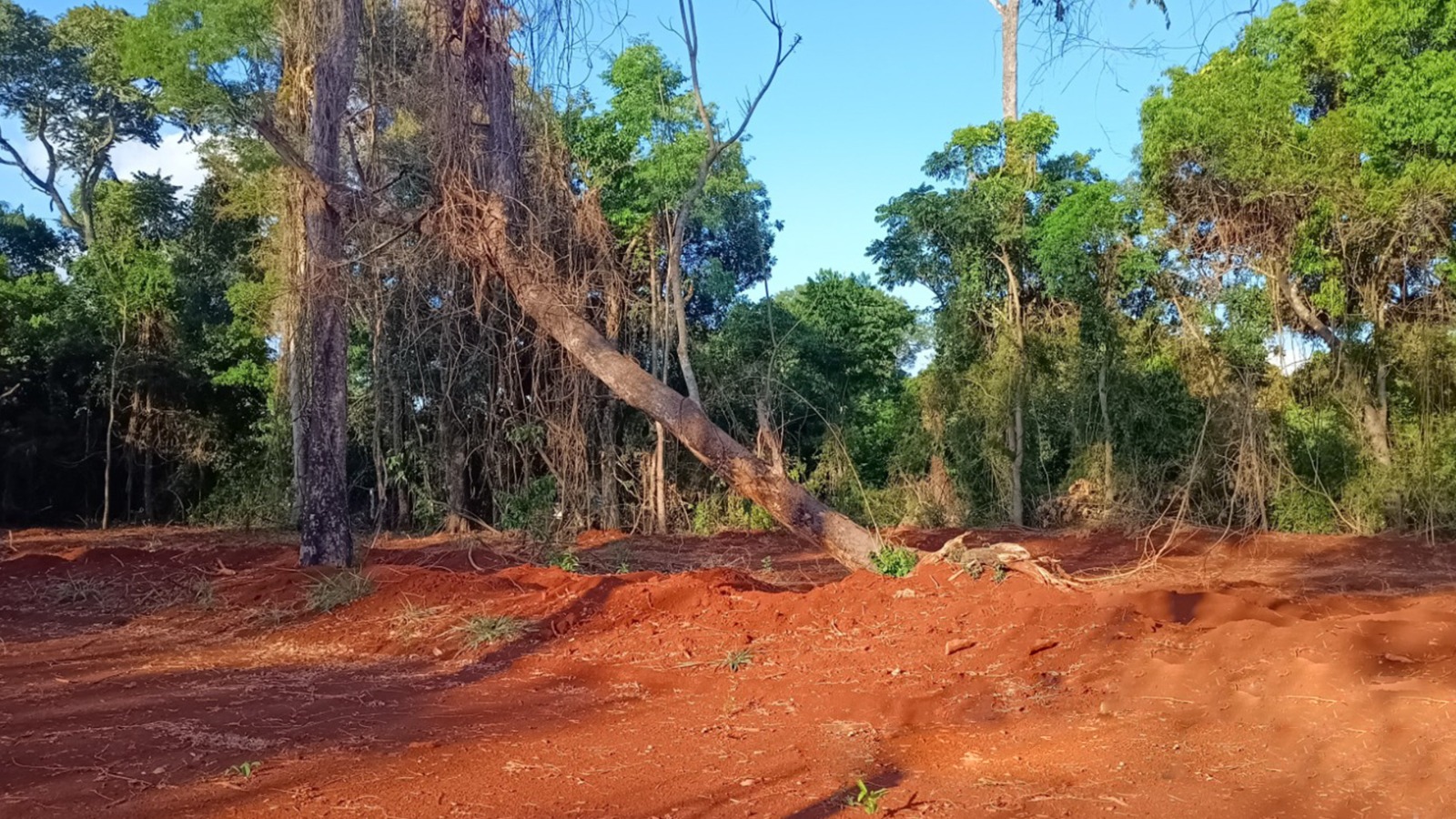 Kartódromo de Iguazú anulado por “impactos ambientales irreversibles"
