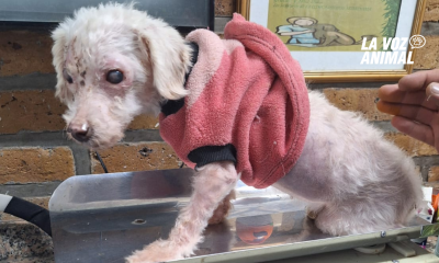 Caniche que fue rescatada quedó ciega y necesita una operación para caminar